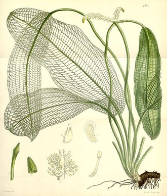 Aponogeton madagascariensis