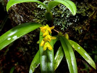 Bulbophyllum auriflorum