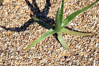 Aloe fievetii