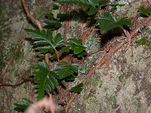 Davallia repens