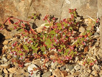 Euphorbia arizonica