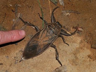 Lethocerus oculatus