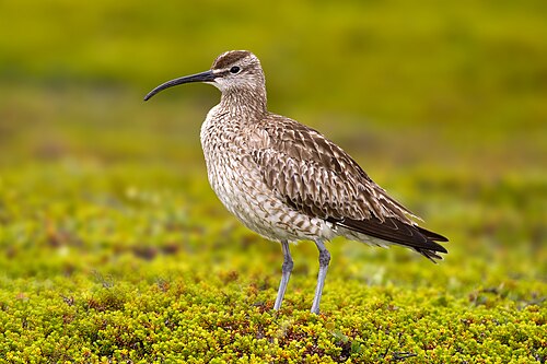 Courlis corlieu (Numenius phaeopus)