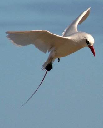 Phaéton à brins rouges (Phaethon rubricauda)