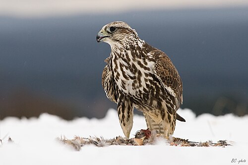Faucon sacre (Falco cherrug)