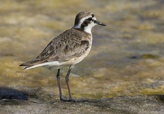 Pluvier pâtre (Charadrius pecuarius)