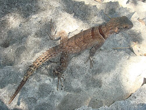 Oplurus cyclurus