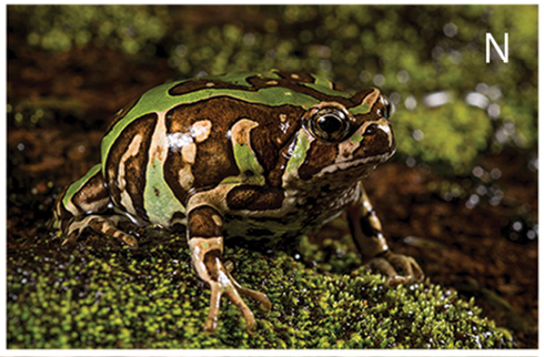 Scaphiophryne madagascariensis