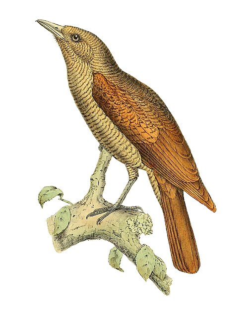 Oriolie de Bernier (Oriolia bernieri)
