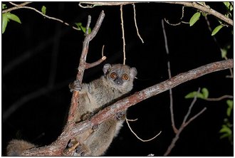 Lepilemur septentrionalis