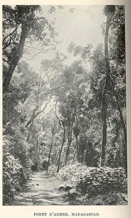 Réserve spéciale de la Forêt d'Ambre