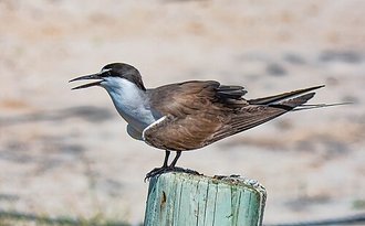 Sterne bridée (Onychoprion anaethetus)