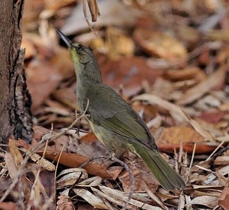 Tétraka malgache (Bernieria madagascariensis)