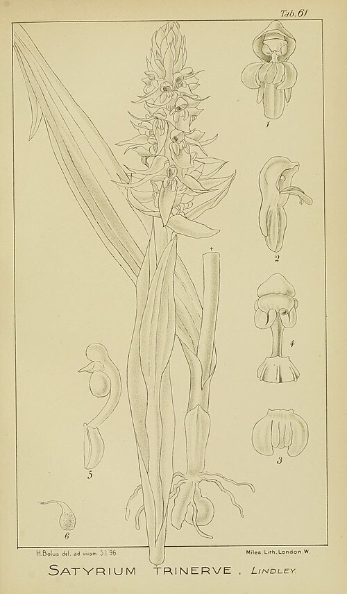Satyrium trinerve