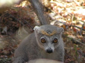 Lémur couronné (Eulemur coronatus)