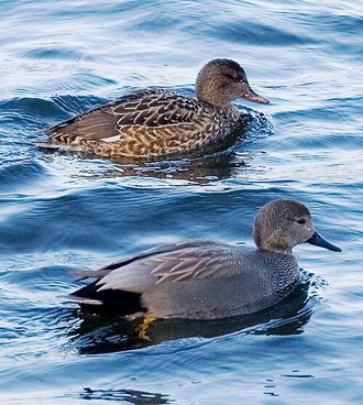 Canard chipeau (Mareca strepera)