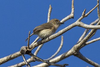 Newtonie d'Archbold (Newtonia archboldi)