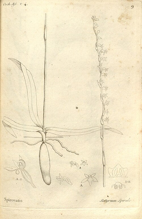 Benthamia africana