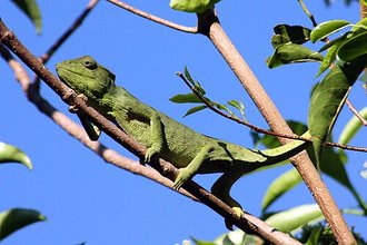 Furcifer oustaleti