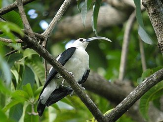 Falculie mantelée (Falculea palliata)
