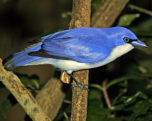 Artamie azurée (Cyanolanius madagascarinus)