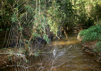 Caerostris darwini