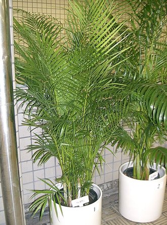 Dypsis lutescens