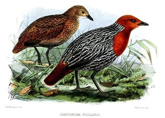 Râle insulaire (Sarothrura insularis)