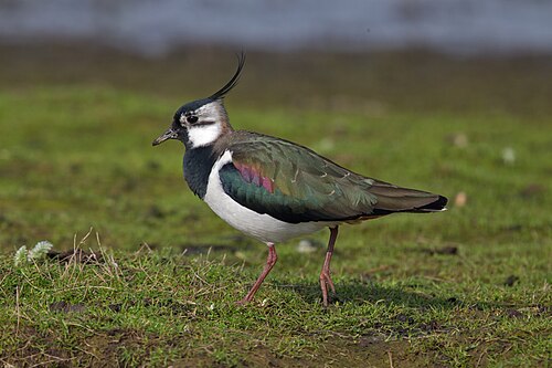 Vanneau huppé (Vanellus vanellus)