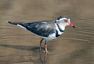 Pluvier à triple collier (Charadrius tricollaris)