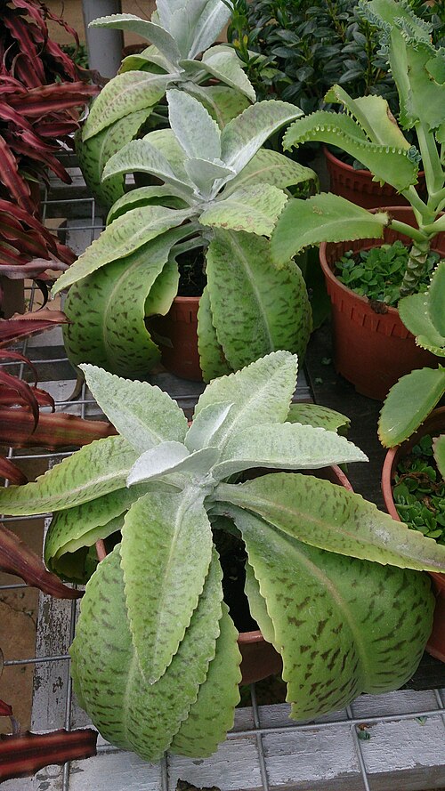 Kalanchoe gastonis-bonnieri