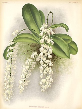 Aerangis citrata