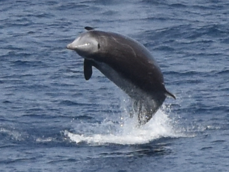 Baleine de Cuvier (Ziphius cavirostris)