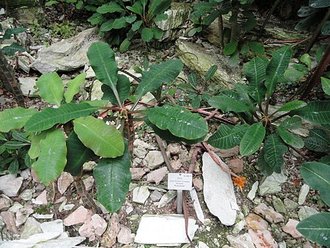 Aloe peyrierasii