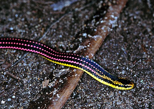 Liophidium pattoni