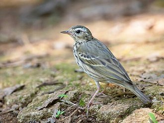 Pipit à dos olive (Anthus hodgsoni)