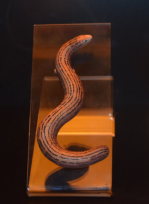 Pseudoacontias menamainty