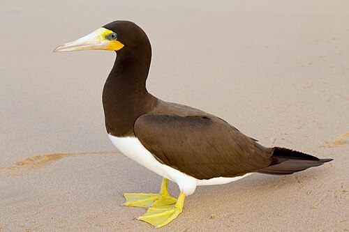 Fou brun (Sula leucogaster)
