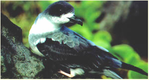 Pétrel de Barau (Pterodroma baraui)