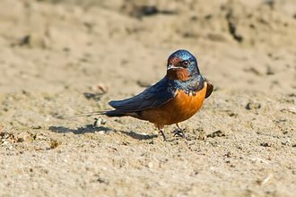 Hirondelle rustique (Hirundo rustica)