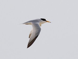 Sterne de Saunders (Sternula saundersi)