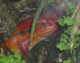 Crapaud rouge de Madagascar (Dyscophus antongilii)