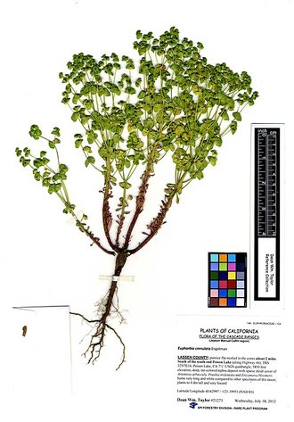 Euphorbia crenulata