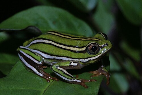 Heterixalus rutenbergi