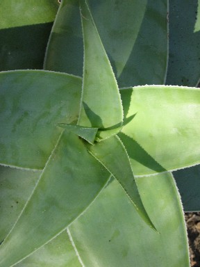 Aloe viguieri
