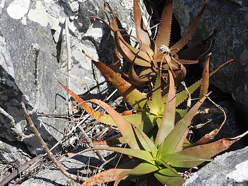 Aloe ibitiensis