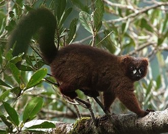 Lémur à ventre roux (Eulemur rubriventer)