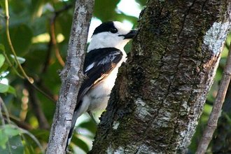 Vanga écorcheur (Vanga curvirostris)