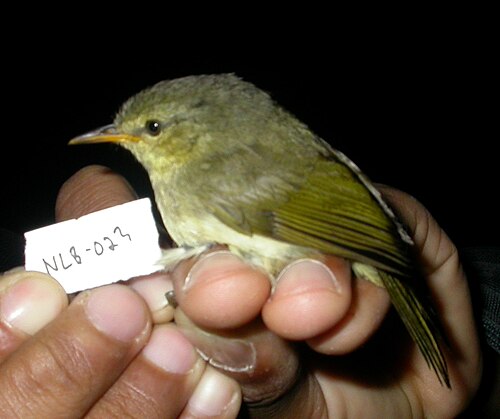Sylvicole cryptique (Cryptosylvicola randrianasoloi)