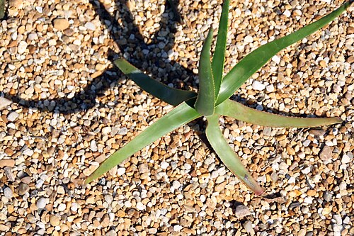 Aloe fievetii